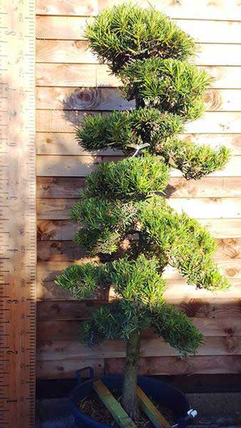 Specimen Podocarpus Macrophyllus Pine cloud trees buy UK