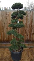 Japanese Cloud Trees For Sale UK. Unique Trees To Buy Online