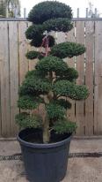 Japanese Cloud Trees For Sale UK. Unique Trees To Buy Online