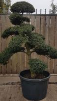 Japanese Cloud Trees For Sale UK. Unique Trees To Buy Online