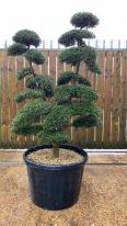 Japanese Cloud Trees For Sale UK. Unique Trees To Buy Online