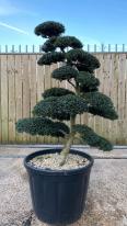 Japanese Cloud Trees For Sale UK. Unique Trees To Buy Online