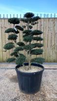 Japanese Cloud Trees For Sale UK. Unique Trees To Buy Online