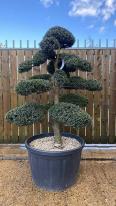 Japanese Cloud Trees For Sale UK. Unique Trees To Buy Online