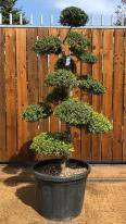 Japanese Cloud Trees For Sale UK. Unique Trees To Buy Online