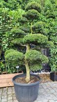 Japanese Cloud Trees For Sale UK. Unique Trees To Buy Online