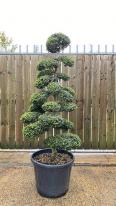 Japanese Cloud Trees For Sale UK. Unique Trees To Buy Online