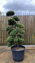 Japanese Cloud Trees For Sale UK. Unique Trees To Buy Online