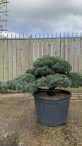 Pinus Pentaphylla Cloud Tree