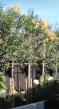 Pleached Trees in the Garden